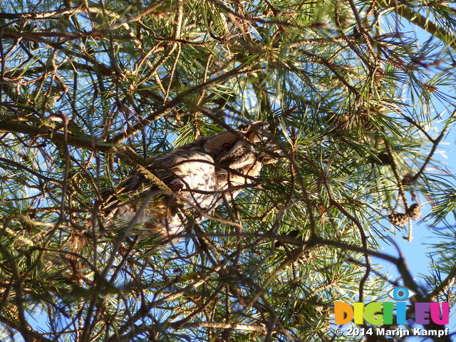 FZ011062 Long-eared owl (Asio otus) in tree